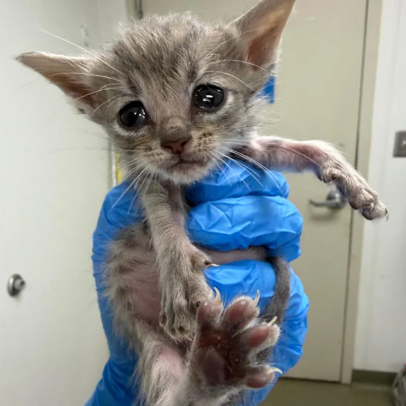 A baby small-sized female Gray / Blue / Silver Domestic Short Hair cat named Lizzie for adoption in Harrisonburg, VA