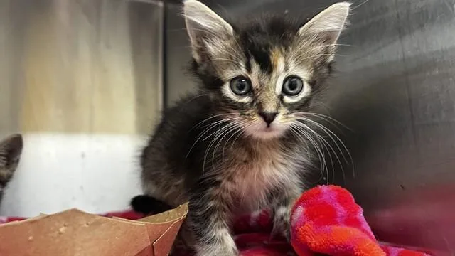 A baby small-sized female Domestic Short Hair cat named Coral for adoption in Grand Prairie, TX