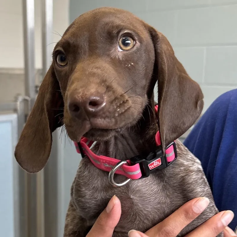 A baby small-sized male Brown / Chocolate German Shorthaired Pointer dog named Pike for adoption in Naperville, IL