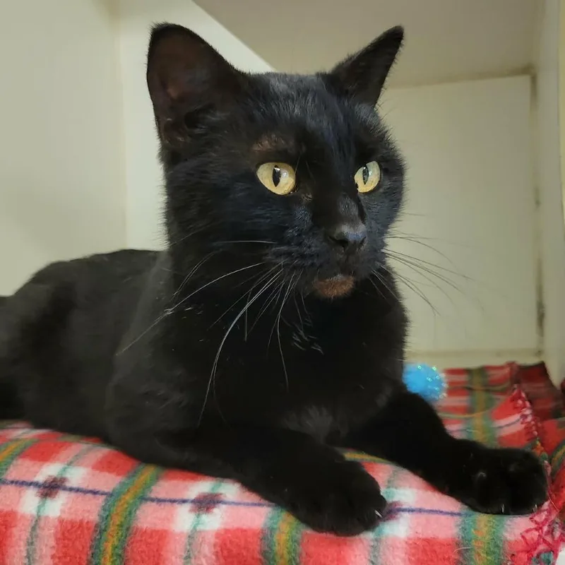 Peachy Keen thumbnail 2