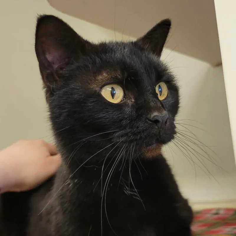 Peachy Keen thumbnail 3