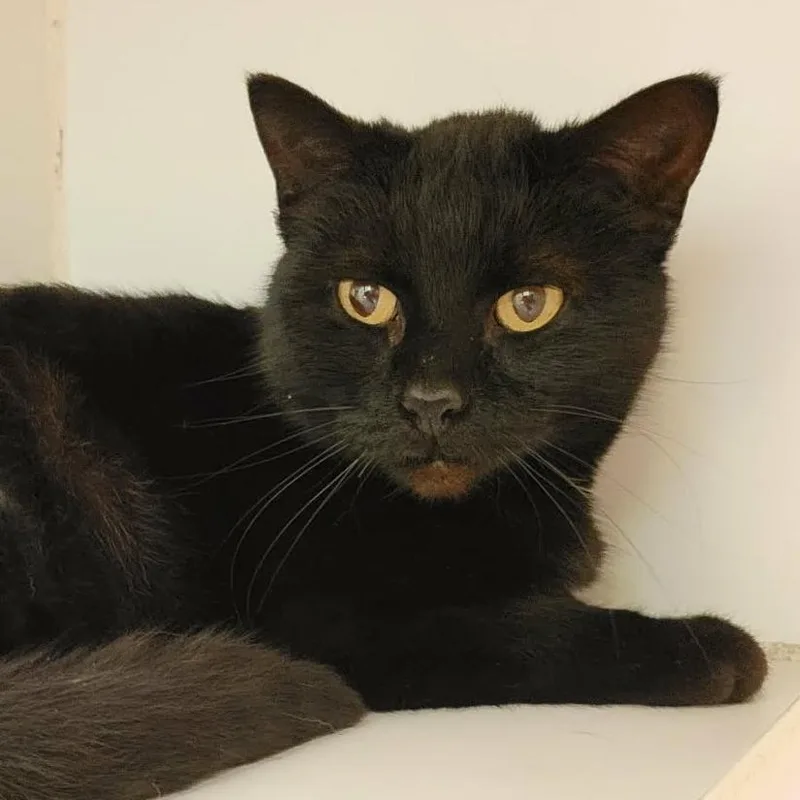 Peachy Keen thumbnail 4