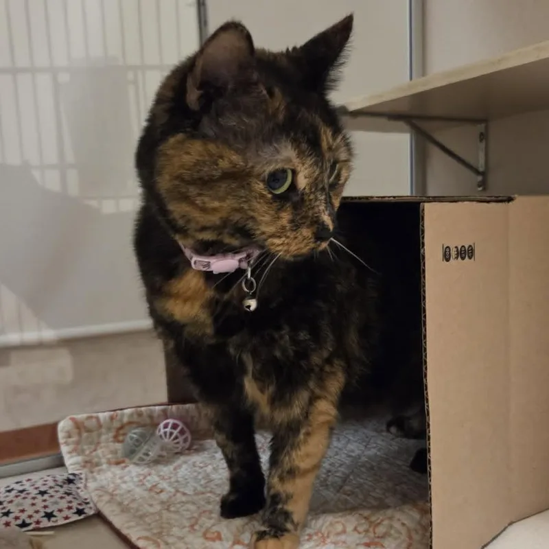 An adult large-sized female Tortoiseshell Domestic Short Hair cat named Belle for adoption in Ballston Spa, NY