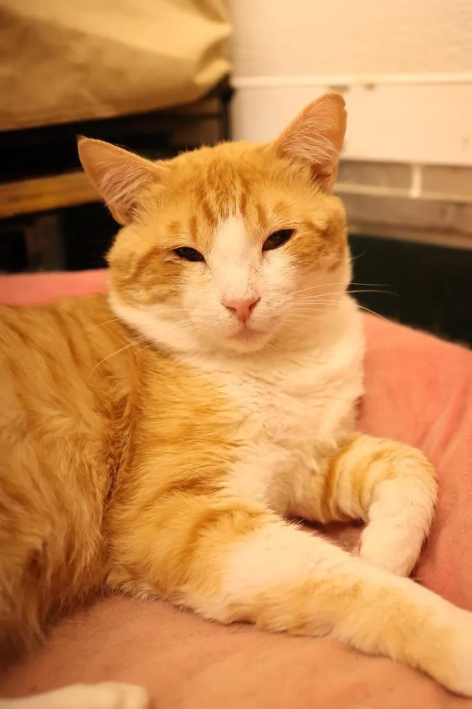 A senior large-sized male Orange & White Domestic Medium Hair cat named Boo for adoption in Mira Loma, CA