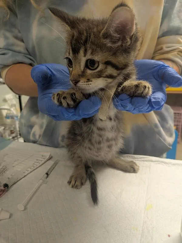 A young small-sized female Tabby (Brown / Chocolate) Domestic Short Hair cat named Jerri for adoption in Cincinnati, OH