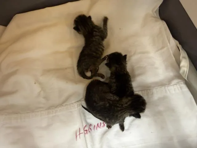 A baby small-sized male Domestic Short Hair cat named A for adoption in Thousand Palms, CA