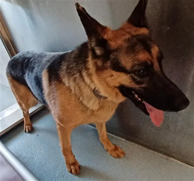 An adult medium-sized male German Shepherd Dog dog named Hank for adoption in Baldwin Park, CA