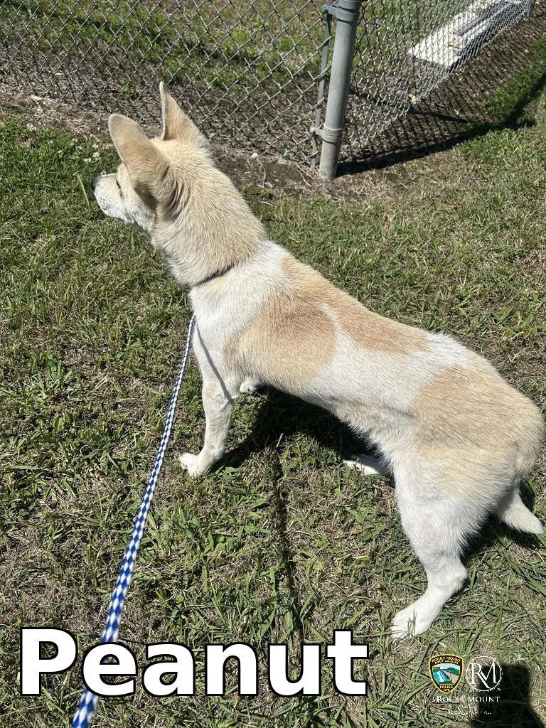 Peanut