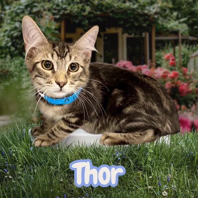 Thor