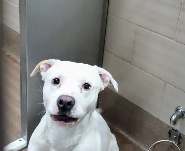 An adult medium-sized male Pit Bull Terrier dog named Paco for adoption in Aurora, IL