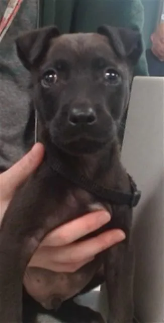 A baby small-sized male Pit Bull Terrier dog named A for adoption in Oklahoma City, OK
