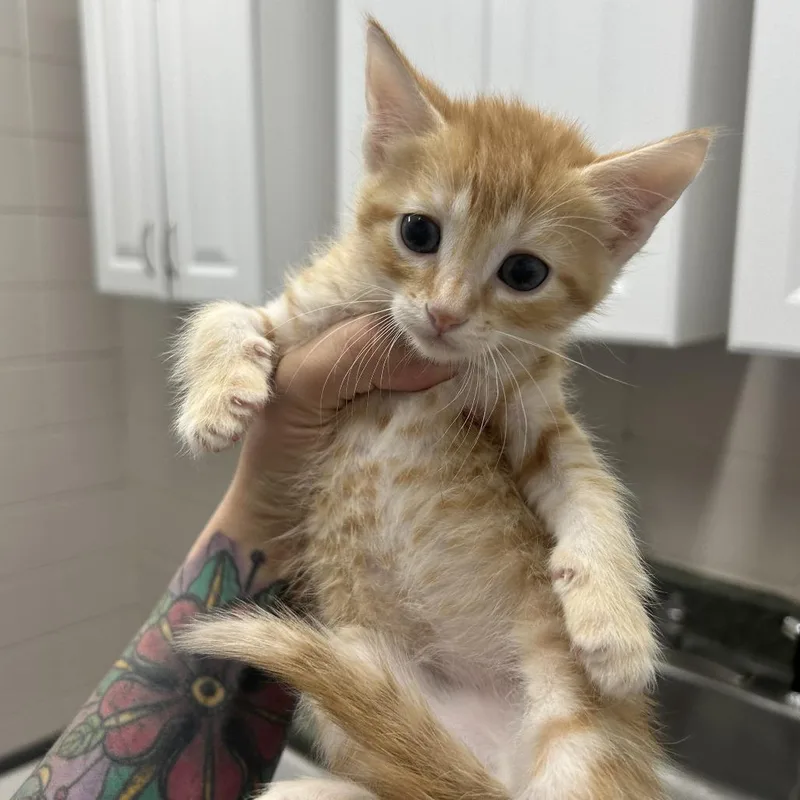 A baby small-sized male Orange / Red Domestic Short Hair cat named Sesame for adoption in Huntsville, AL
