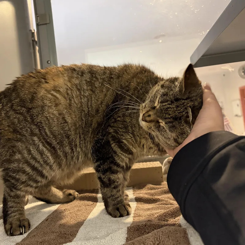 A senior medium-sized female Tabby (Brown / Chocolate) Domestic Short Hair cat named Mabel for adoption in Southold, NY
