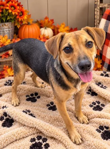 A young medium-sized female Australian Cattle Dog / Blue Heeler dog named Jo Jo for adoption in Winfield, KS