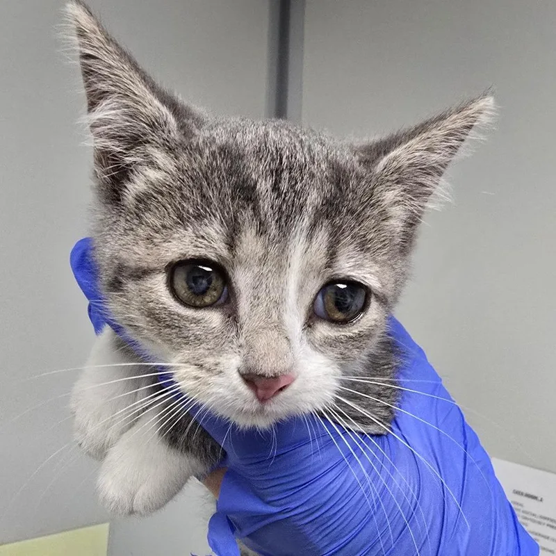 A baby small-sized male Domestic Short Hair cat named Nico for adoption in Concord, NC