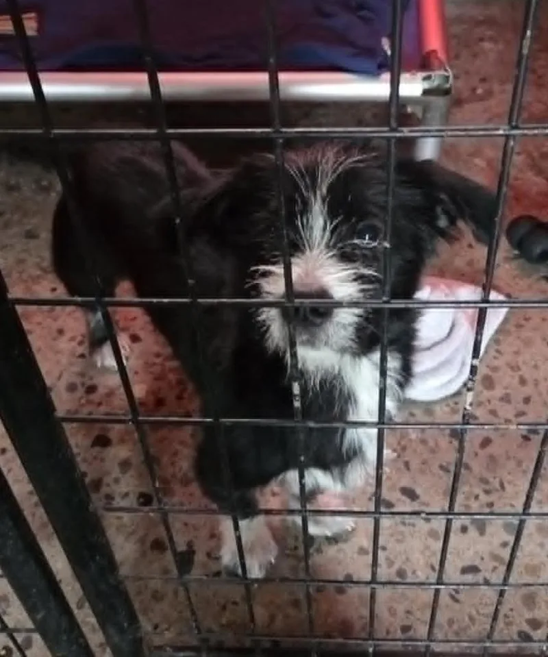 A young medium-sized male Terrier dog named Scruffington for adoption in Warren, MI