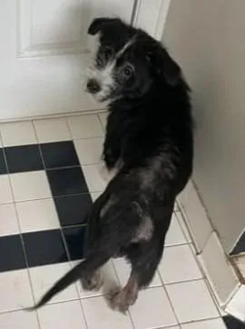 Scruffington thumbnail 2