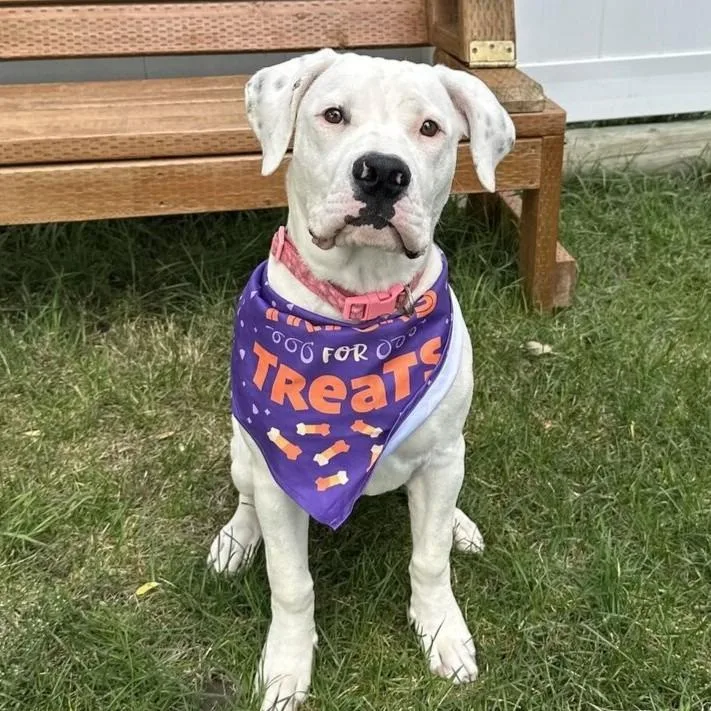 A baby medium-sized female Boxer dog named Bubblegum for adoption in Logan, UT