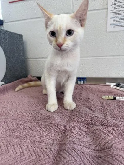 A baby medium-sized female Domestic Short Hair cat named Duchess for adoption in Port Allen, LA