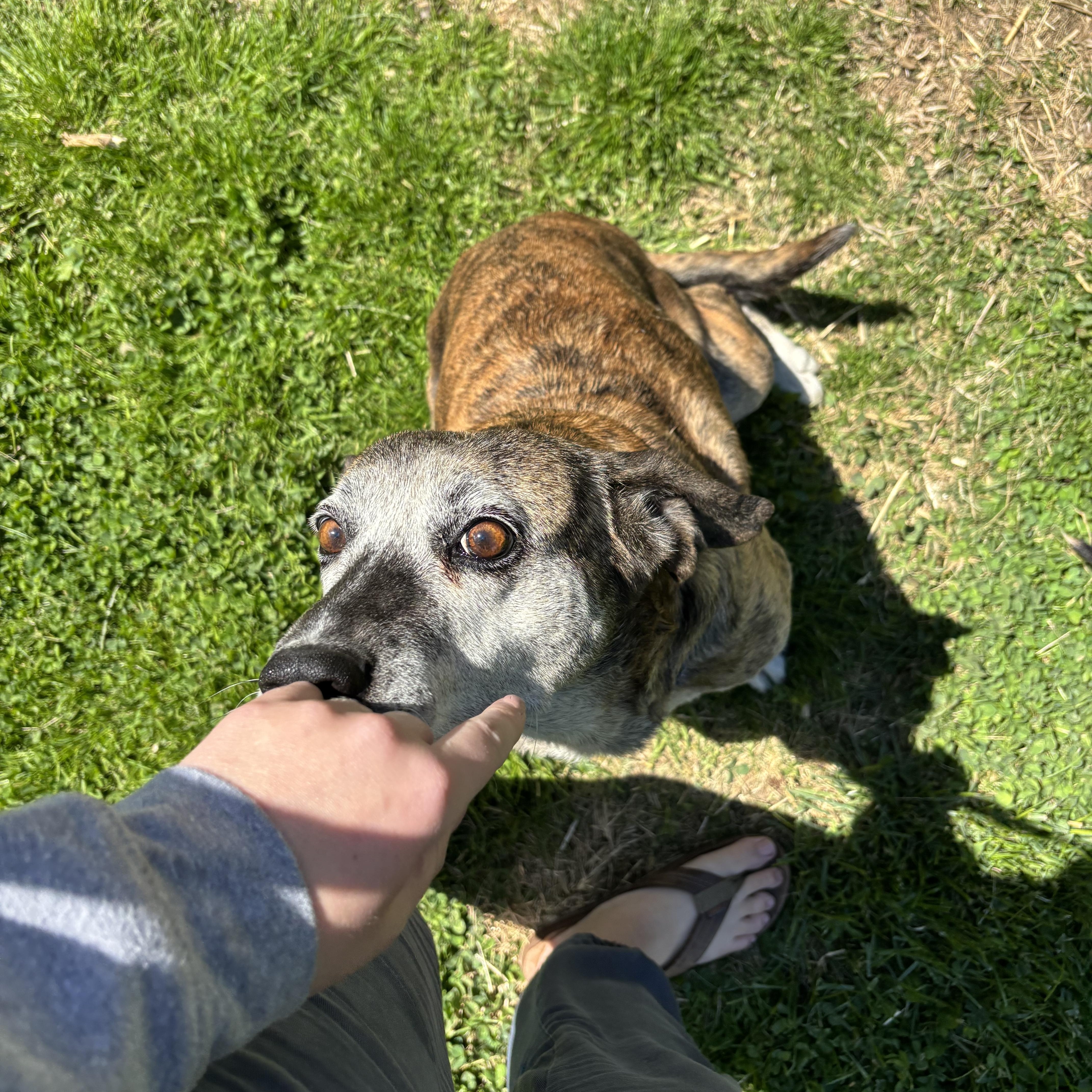 A senior medium-sized female Brindle Plott Hound dog named Willow for adoption in High View, WV