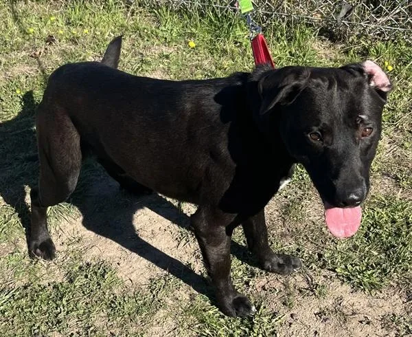 A young medium-sized male Labrador Retriever dog named Ted for adoption in Salem, OR