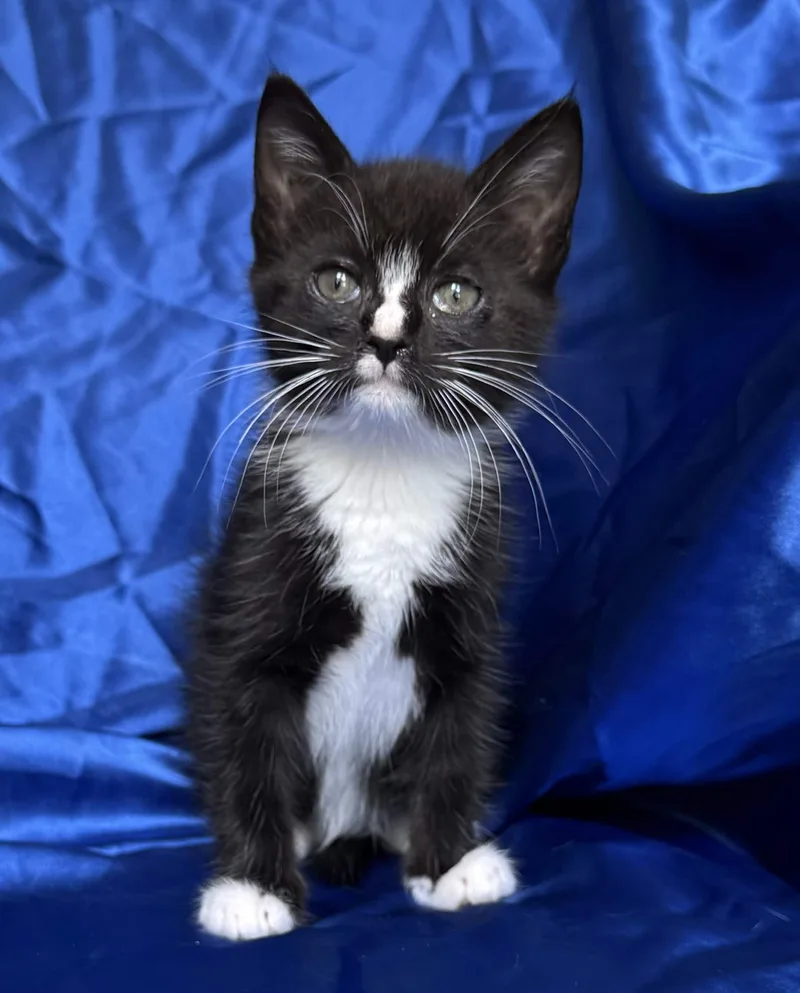 A baby medium-sized male Domestic Short Hair cat named Luka for adoption in Rowland Heights, CA