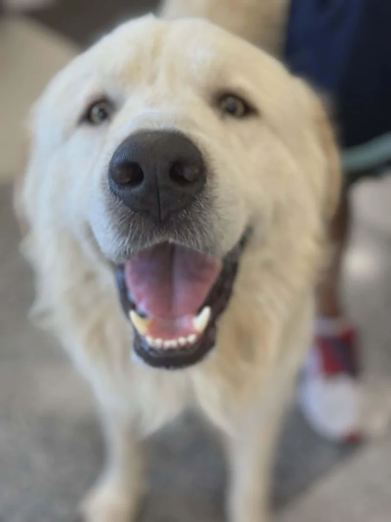 Boone Sat thumbnail 2