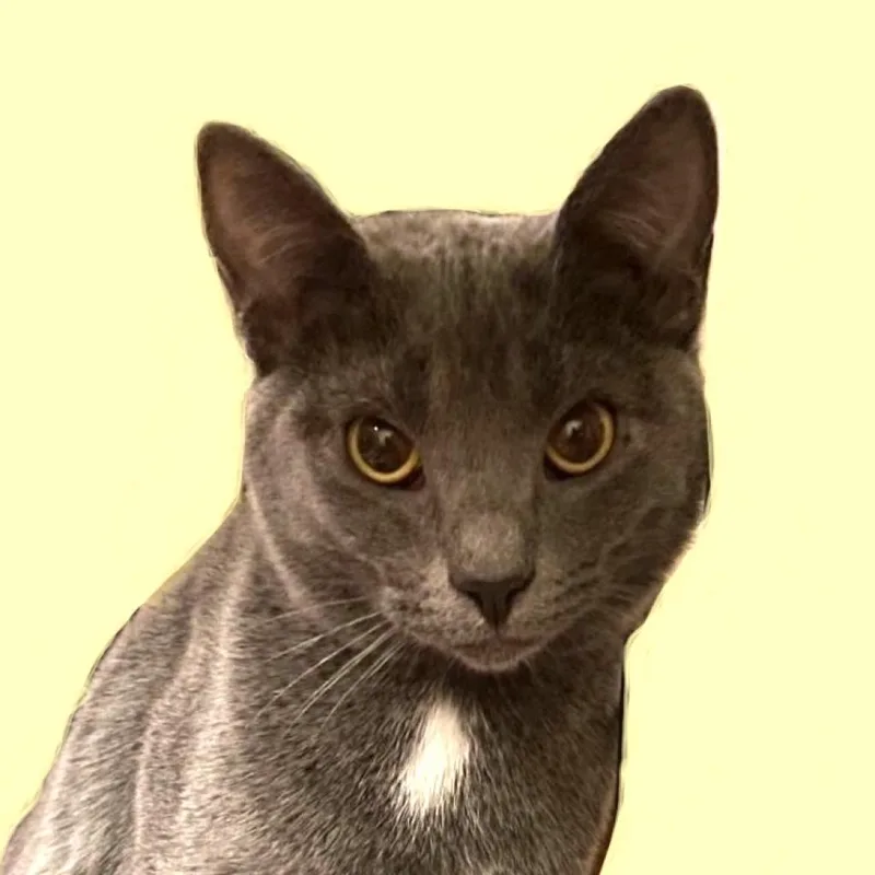 An adult small-sized female Gray / Blue / Silver Domestic Short Hair cat named Zinnia Livengood for adoption in Merrifield, VA