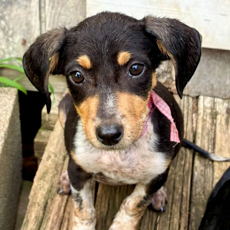 A baby medium-sized female Tricolor (Brown, Black, & White) Hound dog named Bette for adoption in Albany, NY