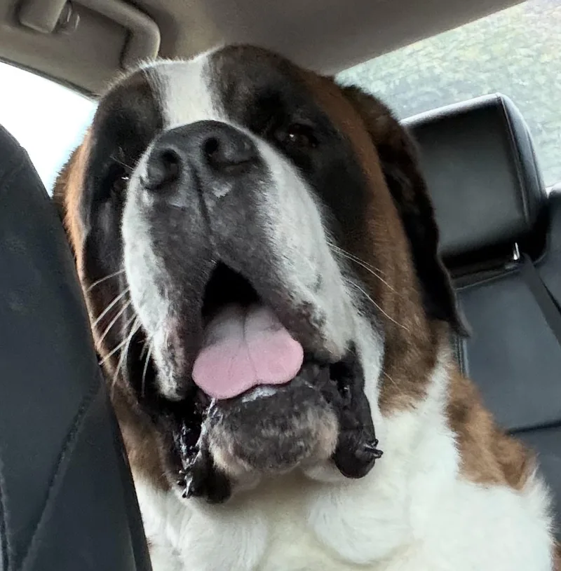 An adult extra large-sized female Tricolor (Brown, Black, & White) Saint Bernard dog named Charlene for adoption in Hindsboro, IL