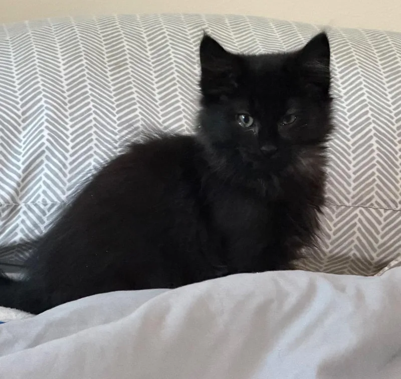 A baby medium-sized male Domestic Short Hair cat named Gg for adoption in Logan, UT