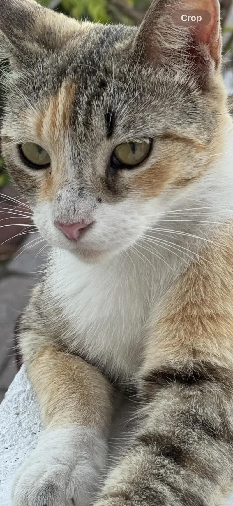 An adult medium-sized female Torbie Domestic Short Hair cat named Ginger for adoption in Miami, FL