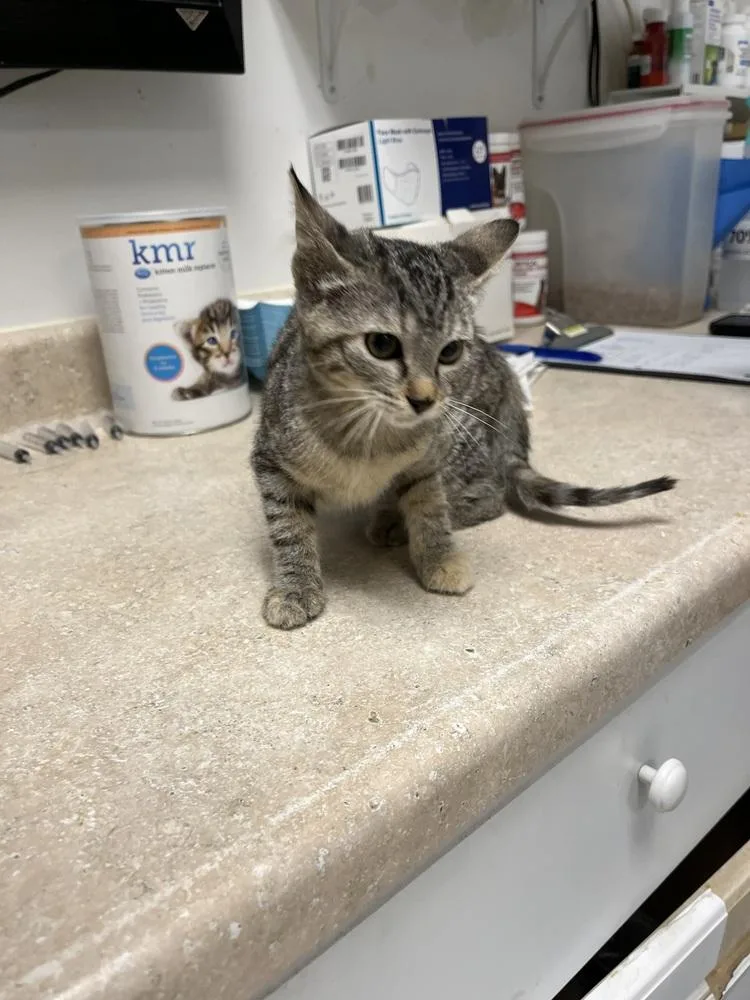 A young small-sized female Domestic Short Hair cat named Zoey for adoption in Ontario, CA