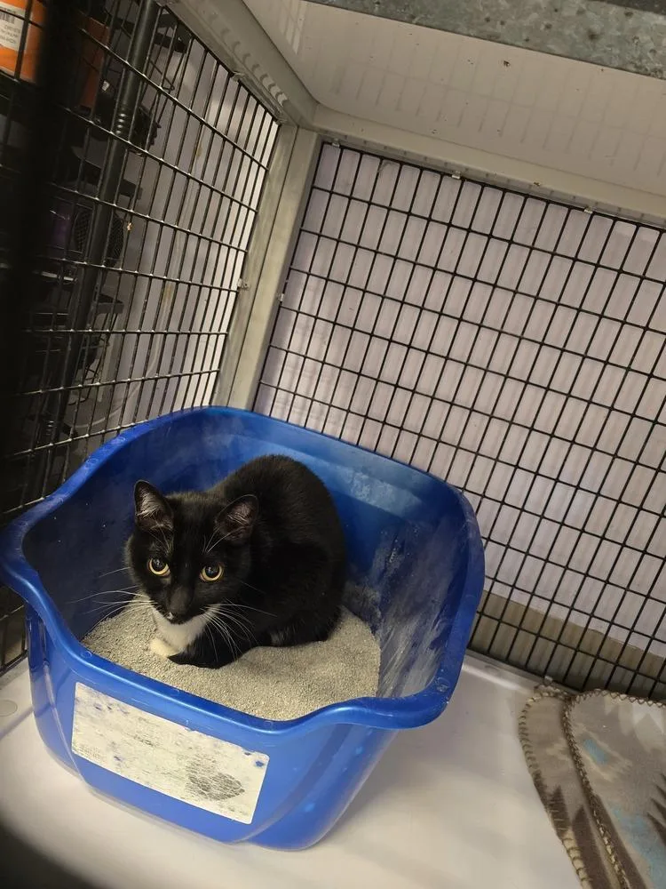 An adult small-sized female Black & White / Tuxedo Domestic Short Hair cat named Wuggy for adoption in Vancouver, WA