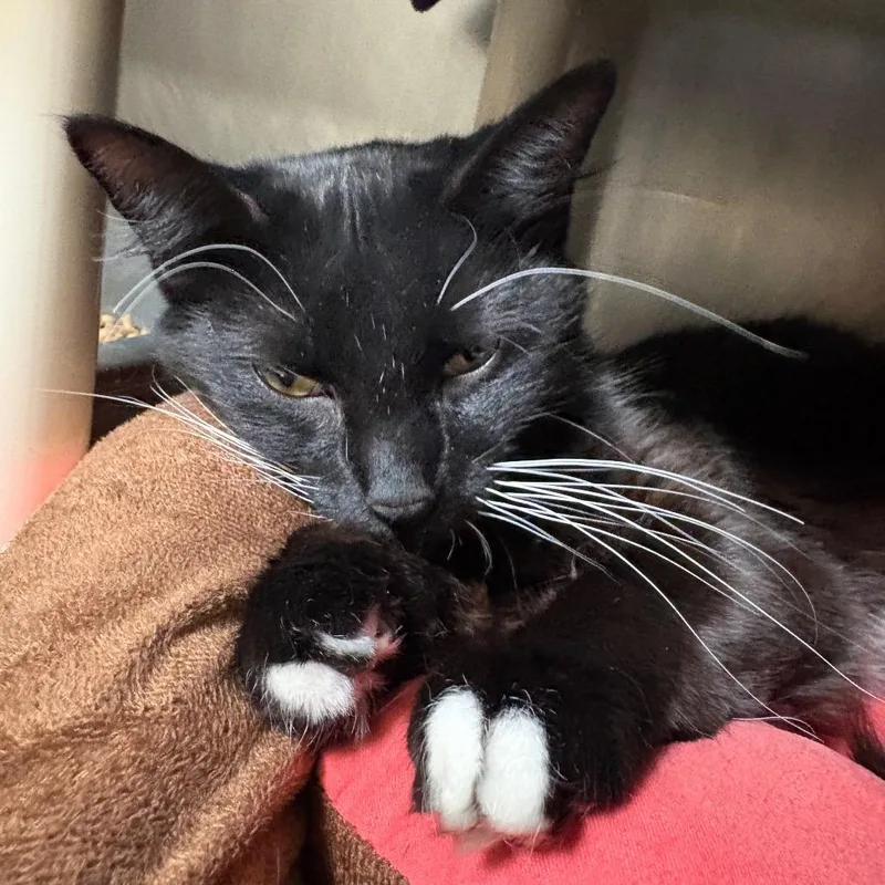 A young medium-sized female Black Domestic Short Hair cat named Fran for adoption in Mentor, OH