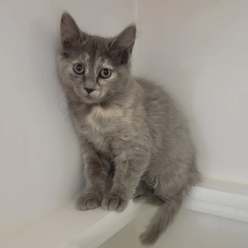 A baby small-sized female Domestic Medium Hair cat named Speck for adoption in Phoenix, AZ