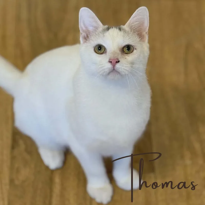 Nia & Thomas  thumbnail 2