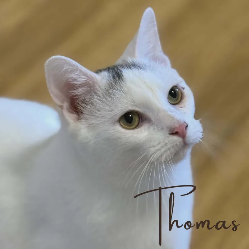 Nia & Thomas  thumbnail 3