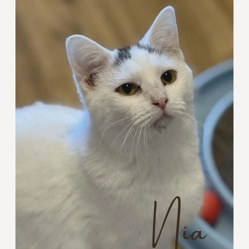 Nia & Thomas  thumbnail 4