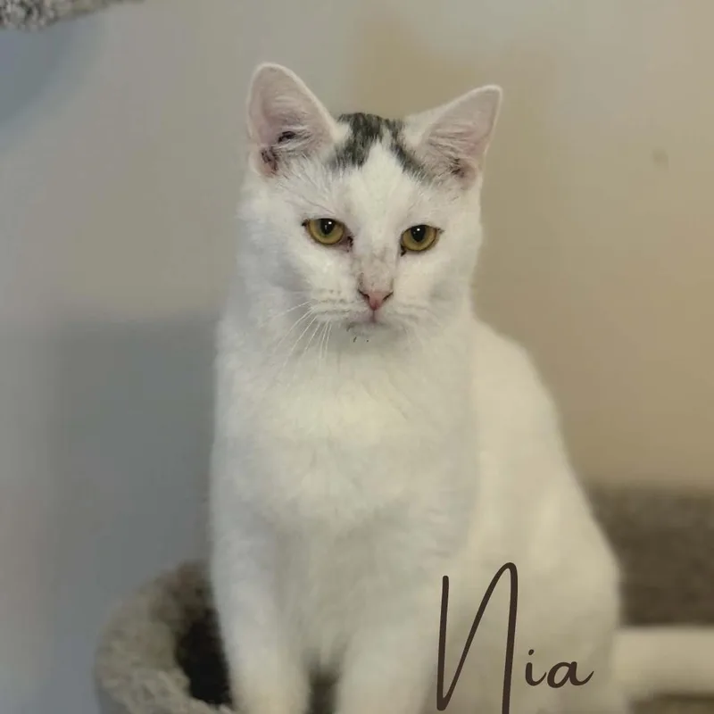 Nia & Thomas  thumbnail 5