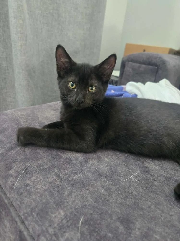 A baby small-sized male Black Domestic Short Hair cat named Honey Suckle for adoption in Milton, DE