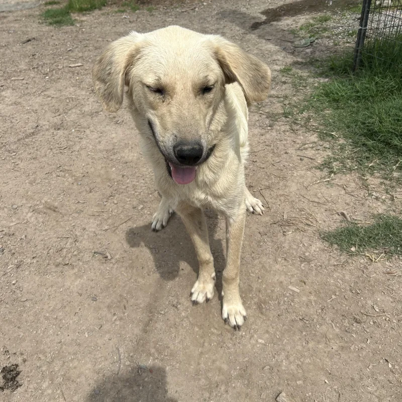 An adult medium-sized male Apricot / Beige Yellow Labrador Retriever dog named Bo for adoption in Pine Bluff, AR