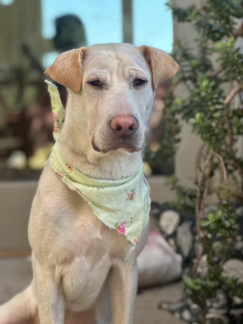 A baby medium-sized female Labrador Retriever dog named Cinderella for adoption in Pasadena, CA