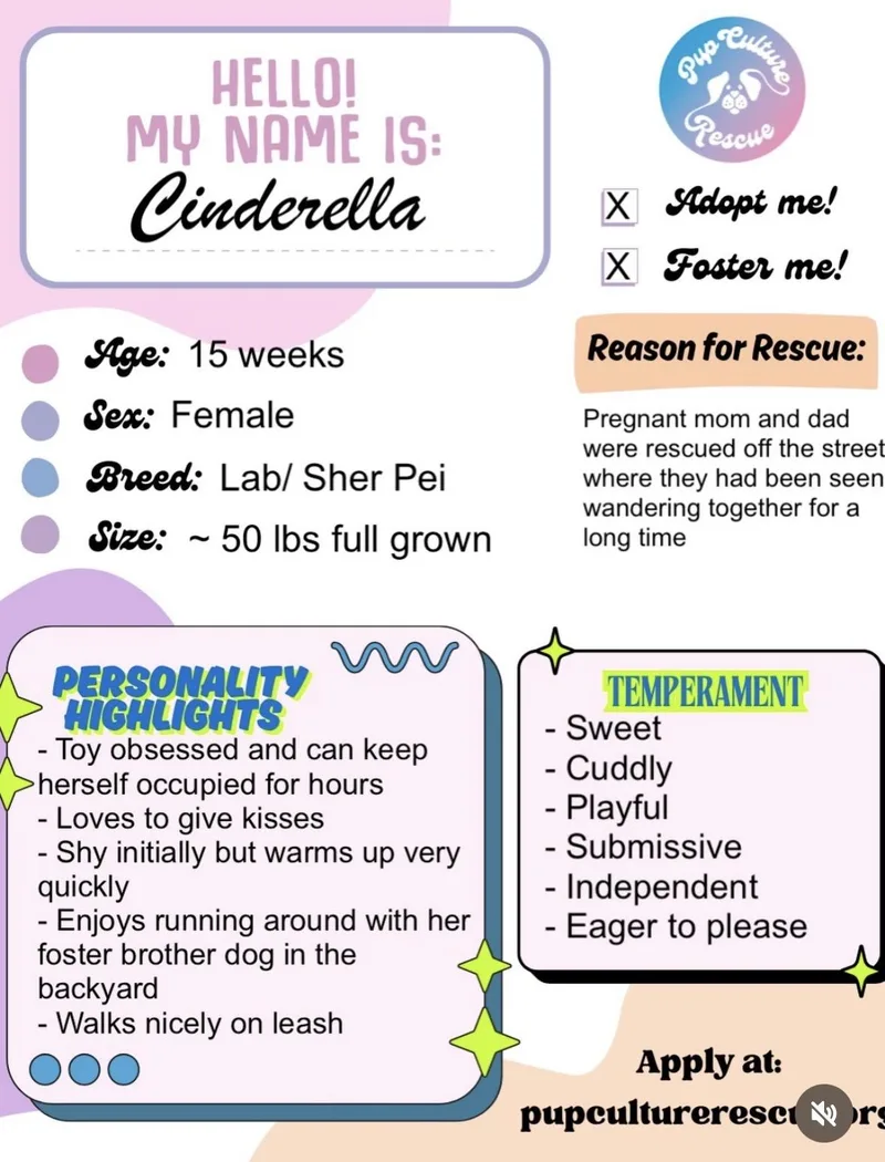 Cinderella thumbnail 2
