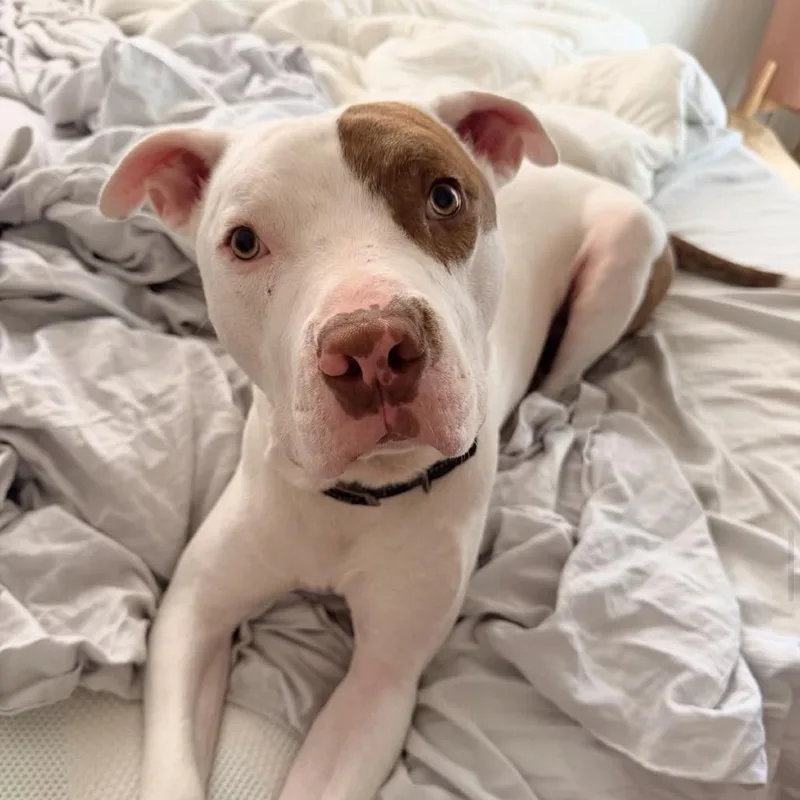 Petey thumbnail 3