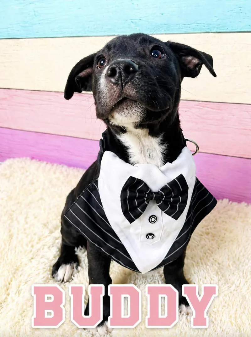 A baby medium-sized male American Staffordshire Terrier dog named Buddy for adoption in Allen, TX