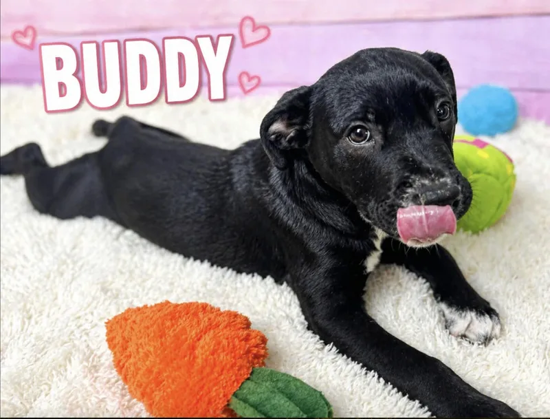 Buddy thumbnail 3