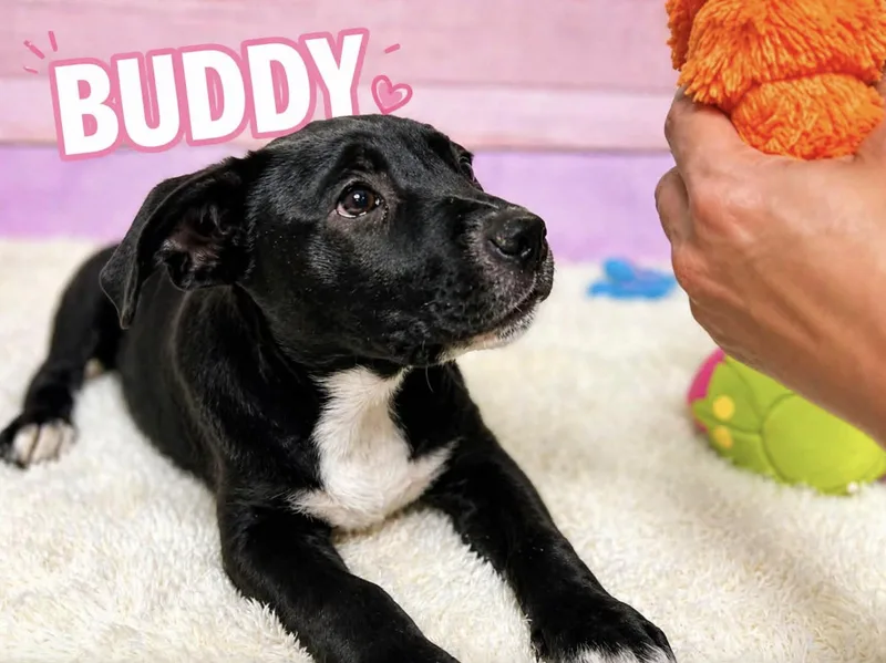Buddy thumbnail 4