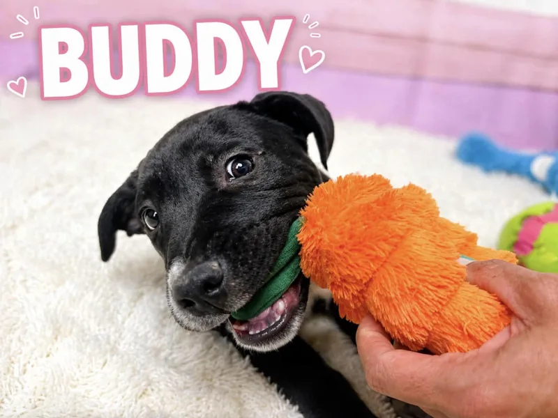 Buddy thumbnail 5