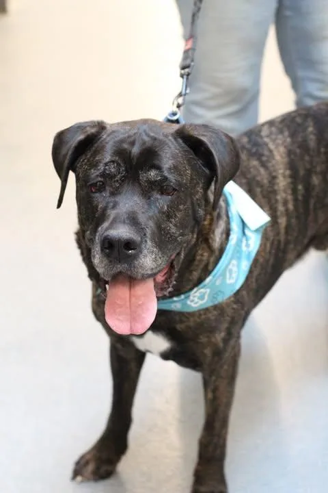 An adult large-sized male Mastiff dog named Savvy for adoption in Fredericksburg, VA